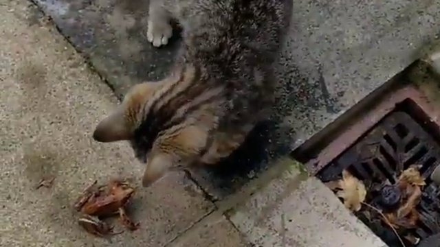 Кот и лягушка смотреть онлайн