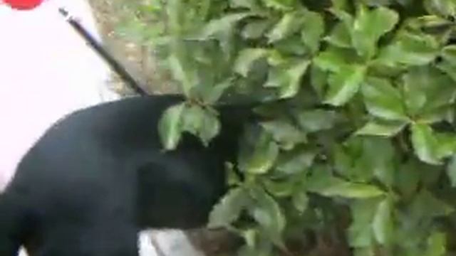 run Zeus Run!!!!! смотреть онлайн