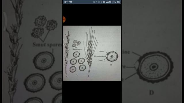 Bsc pt1 Ustilago(Lecture1) смотреть онлайн
