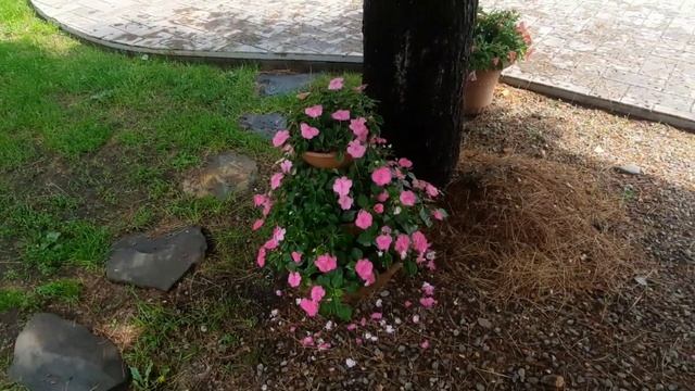 Сравниваю петунию и бальзамин, мои любимые цветы на дачном участке смотреть онлайн