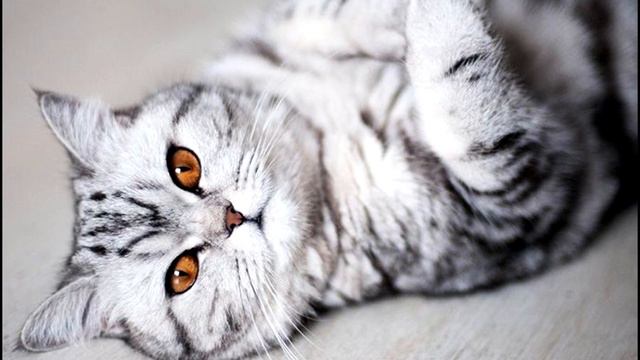 Очень красивые кошки. смотреть онлайн