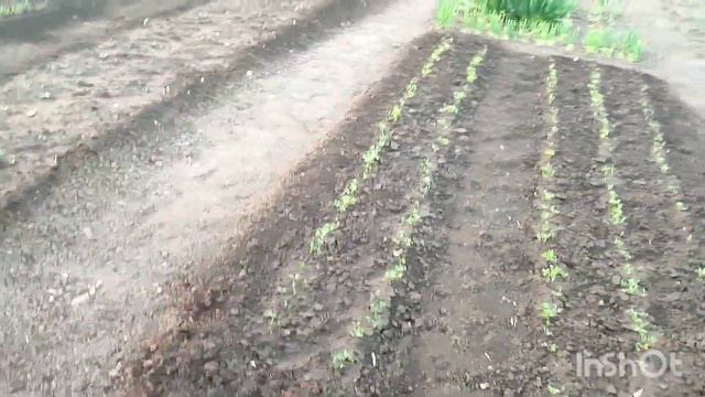Посадила огурцы/Базилик/А помидорка все ждет/ смотреть онлайн