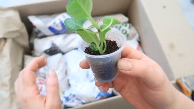 Распаковка посылки с ГЛОКСИНИЯМИ. ПОВЕЗЛО ИЛИ НЕТ? смотреть онлайн