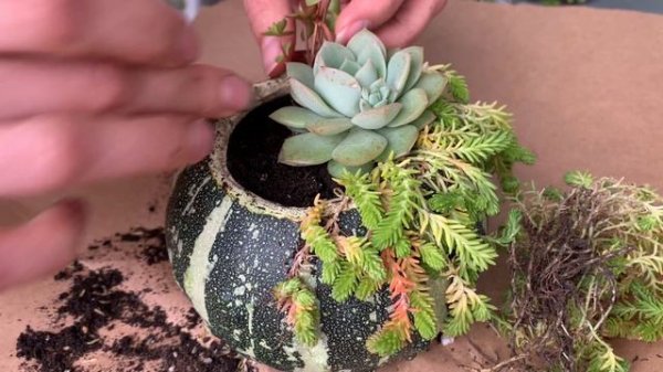 Композиция из суккулентов в тыкве своими руками | Succulent Arrangement Tutorial