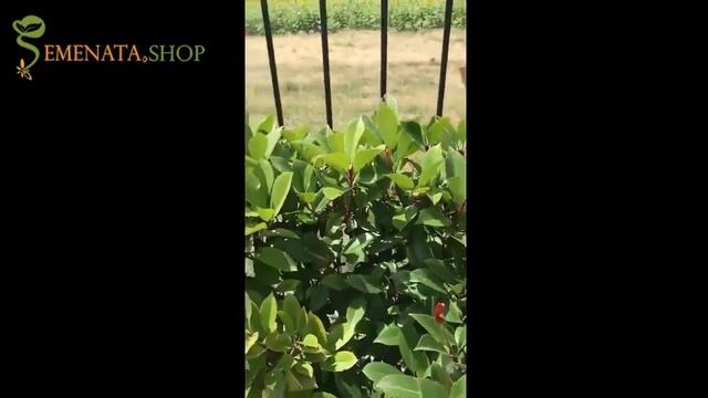 Как се подрязва жив плет от храст Фотиния фазери литъл ред робин (Photinia fraseri red robin) смотреть онлайн