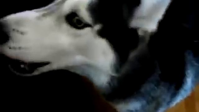 Уникакльный пёс Мишка хаски умеет говорить 12 слов смотреть онлайн