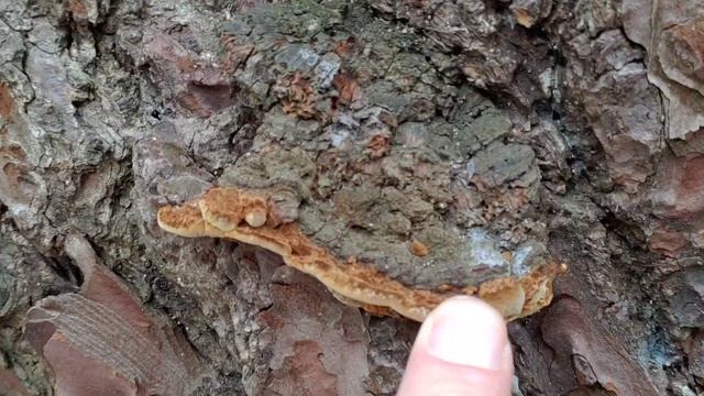 Una seta con moléculas cosméticas, el yesquero del pino. (Phellinus pini) смотреть онлайн