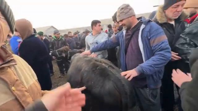 ШАҲРИНАВ БОЗОРИ МАЙДА МОЛ СЕРОБАЙ АНА ГОВ БУКА 8 февраля 2024 г. смотреть онлайн