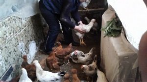 Куры доминант коричневые +петух белый =хохлатые куры.