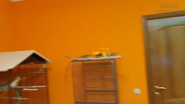 как избежать укусов жако