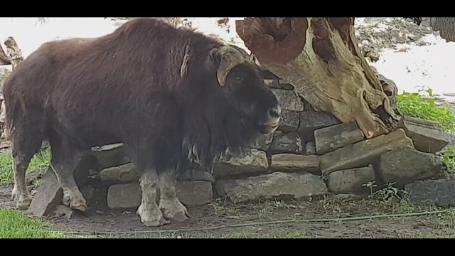 Обзор Московский зоопарк 2020.Жираф.Зебра.Панда и другие животные.Zoo Moscow смотреть онлайн