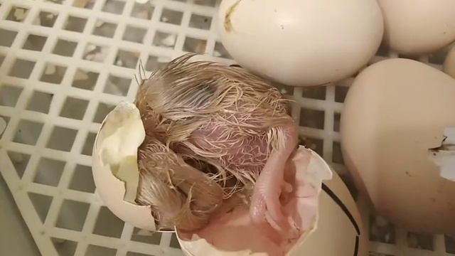 Вывод цыплят в икубаторе. Подарок на майские. 2021г. смотреть онлайн