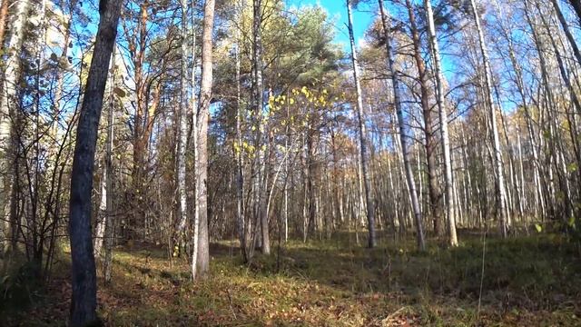Охота с Русской гончей на зайца 12 10 22 смотреть онлайн