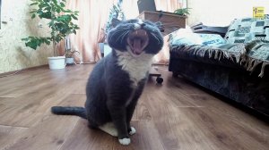 Кот говорит стишок