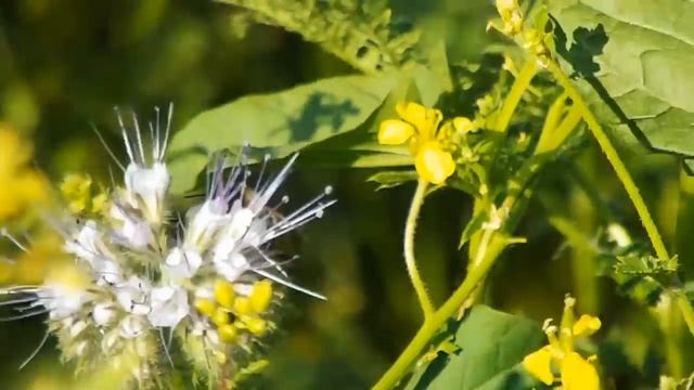 Посевные медоносы июня.Часть 2 смотреть онлайн