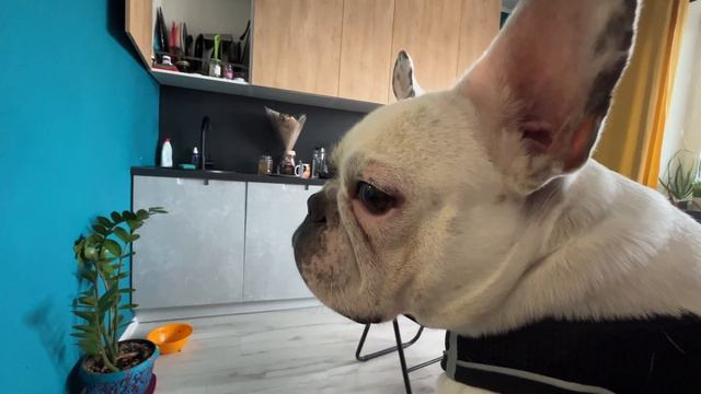 Француз принимает работу смотреть онлайн