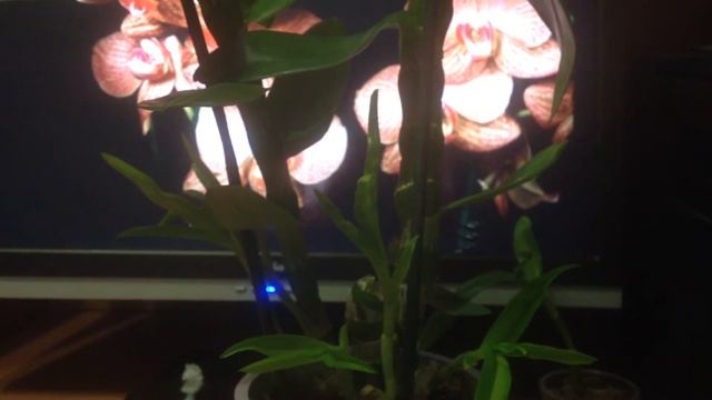 Всё об орхидее Dendrobium Nobile (дендробиум нобиле) часть 2. смотреть онлайн