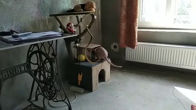 Дом для сфинкса смотреть онлайн
