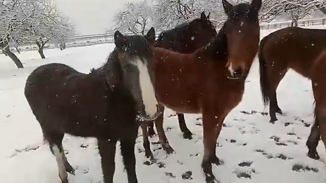 ЛОШАДИ /Выпустили жеребят на прогулку смотреть онлайн