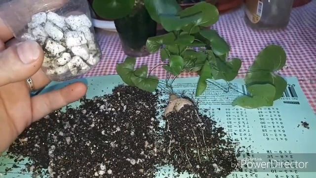 Пересадка диоскореи элефантипес/Я рукожоп ??♀️ смотреть онлайн