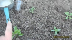 Правильная Посадка Петунии В Открытый Грунт