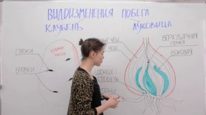 Видоизменения побега: клубень и луковица