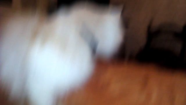 Как рисовать птицу смотреть онлайн