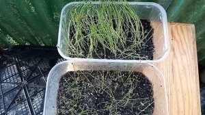 Как прорастить лук-чернушку? / Старинный семейный секрет