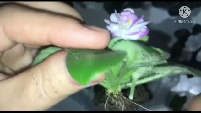 ФИАЛКА (мини) откуда так много листьев и мало цветов? смотреть онлайн