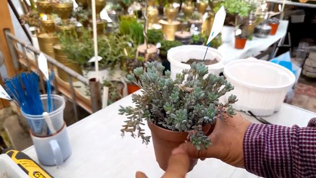 다육이 22종(224~245)소개와 관리하는법 ; succulents ; suculentas ; 多肉植物 смотреть онлайн