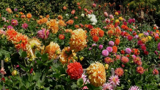ERNESTO CORTAZAR SUMMER DREAMS SAN FRANCISCO GOLDEN GATE PARK DAHLIA PARK смотреть онлайн