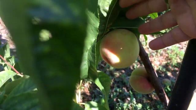 Урожай молодых персиков и абрикос. смотреть онлайн