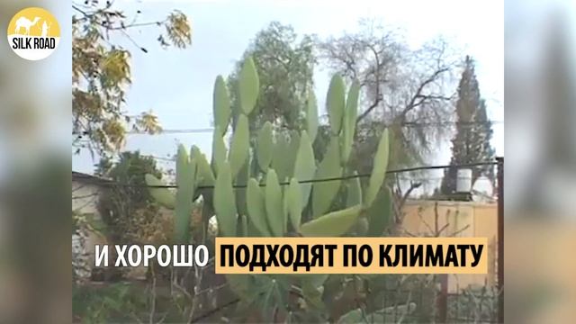 ЮРТЫ В ИЗРАИЛЕ смотреть онлайн