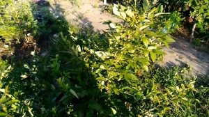 Голубика.  Созревание сорта Денис Блю 2019 г.