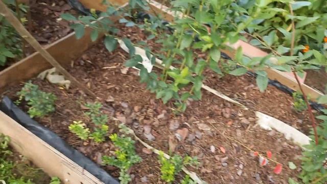 что делать, если у голубики отмерзли структурные ветки смотреть онлайн