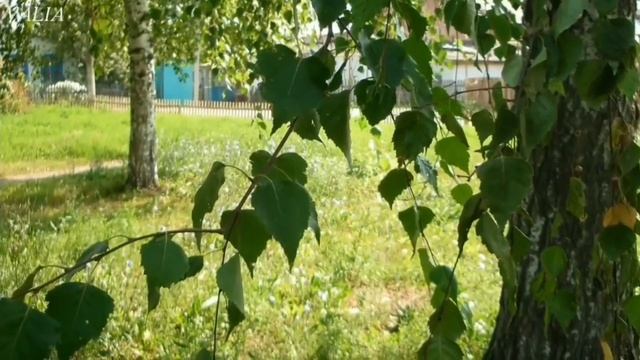 Старые сосны, березки, да ели. В. Мельников. смотреть онлайн