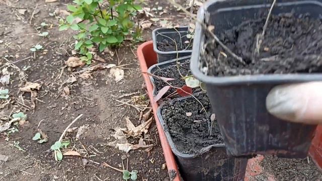 Шокирующая голубика, или саженцы из ростка. смотреть онлайн