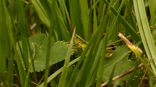 Panasonic Lumix DMC-FZ72 ultrazoom Zoom test Lúčny koník - Grasshopper 2.9.2017 смотреть онлайн