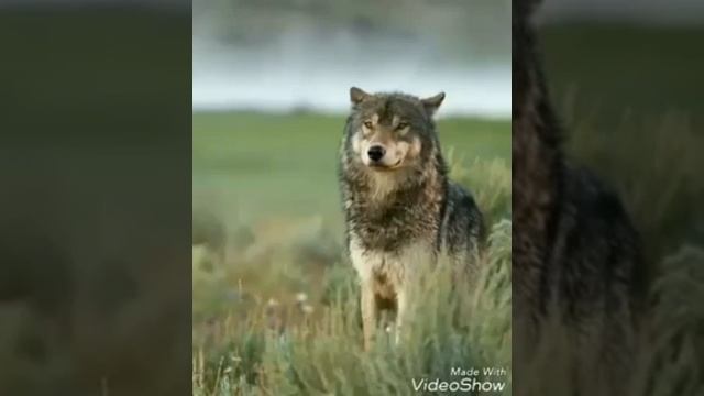 Самые красивые слова жизни!!! смотреть онлайн