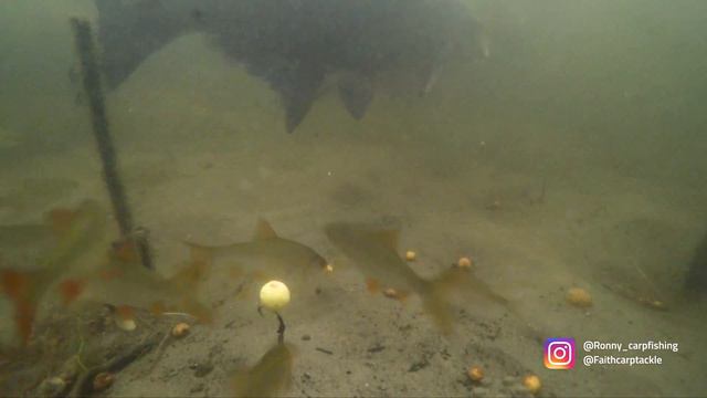 RONNIE RIG -🤩 Epic UNDERWATER CARP RUN - Carp Rig Video