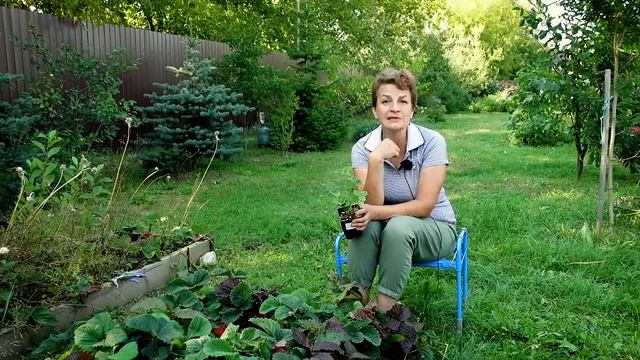 Клубника в августе - вопросы и ответы смотреть онлайн