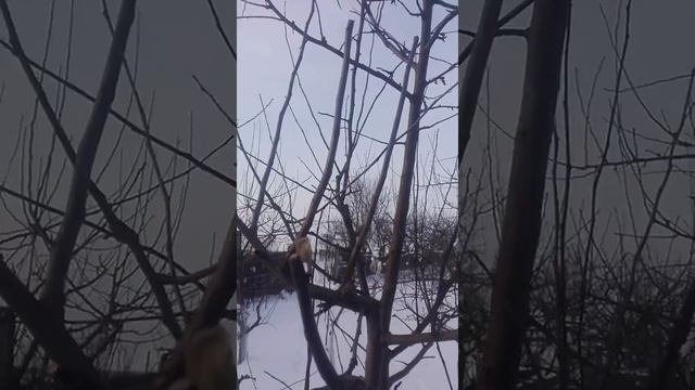 КАКОЙ БРАТЬ ЧЕРЕНОК??? /// ЧЕРЕНКИ ДЛЯ ПРИВИВКИ смотреть онлайн