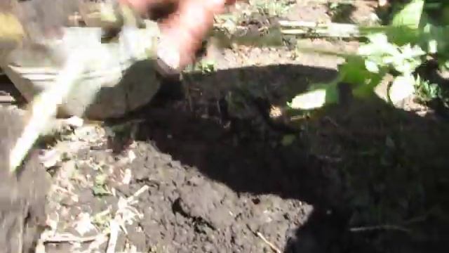 Наш маленький эксперимент подсолнух и заразиха. Что из этого вышло. смотреть онлайн