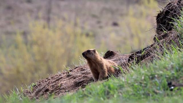 Сурок байбак кричит (Marmota bobak) смотреть онлайн