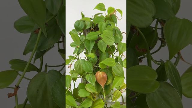 Care tips for Philodendron “Lemon Lime” 🌿🍋 #plants #plantcare #philodendron #houseplant #plantcare смотреть онлайн