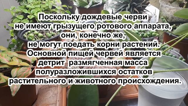 Дождевые черви в горшке: ВРЕД или ПОЛЬЗА. Что делать если заметили червя