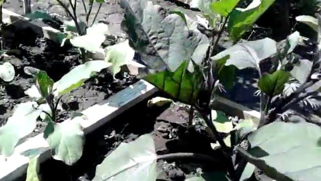 Как цветет баклажан..... смотреть онлайн