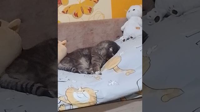 кошка смотреть онлайн