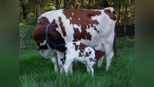 АЙШИРСКАЯ ПОРОДА КОРОВ. ИСТОРИЯ, СОДЕРЖАНИЕ, КОРМЛЕНИЕ!!! смотреть онлайн