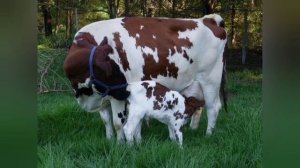 АЙШИРСКАЯ ПОРОДА КОРОВ. ИСТОРИЯ, СОДЕРЖАНИЕ, КОРМЛЕНИЕ!!!